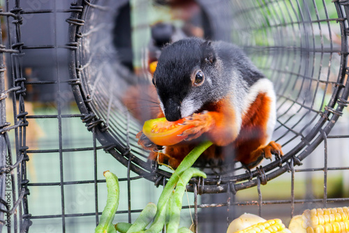 Callosciurus prevostii or the unique three-colored squirrel eating vegetables and fruit in a cage. Prevost's squirrel or Asian tri-colored squirrel (Callosciurus prevostii)  photo