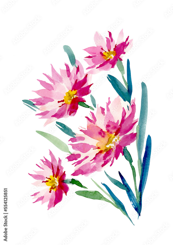 Fototapeta premium Burgundy daisies, asters, bouquet, watercolor illustration on a white background. Bouquet with daisies for invitation design.
