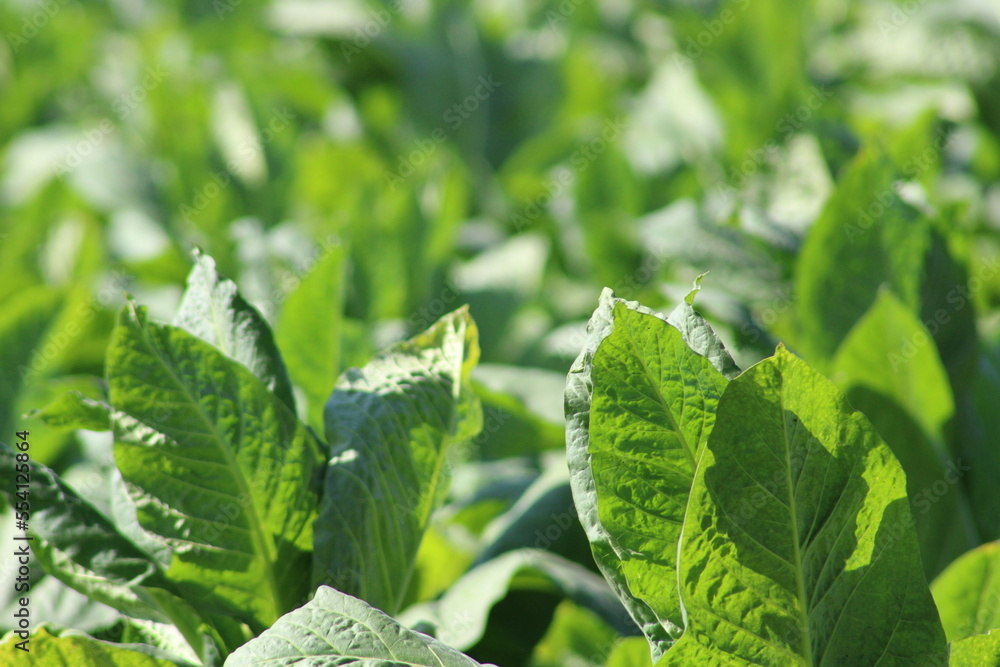 Obraz premium Tobacco field in Lombok, Indonesia