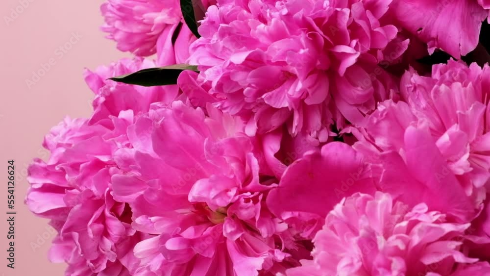 bouquet of pink peonies bouquet of pink peonies