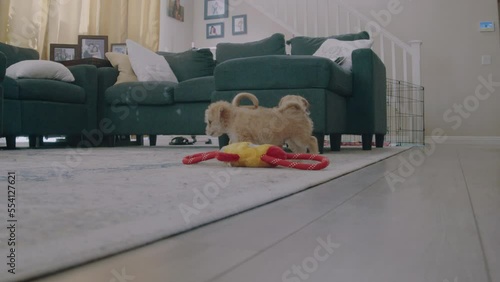 Two Puppies Playing with Toy Then Running Out of Room. photo