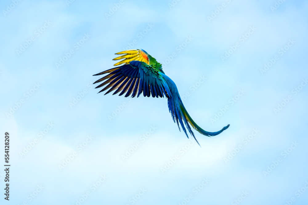 Obraz premium Parrot flying, action in the sky A blue macaw in flight against a blue sky in the background..