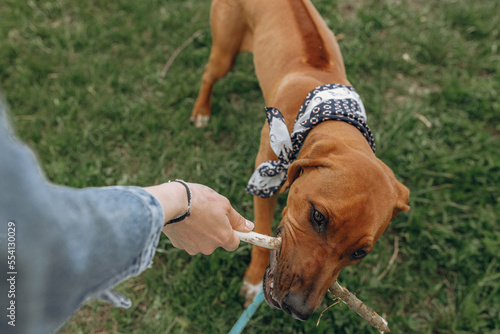 Konstfotografi From above of crop woman playing game with Rhodesian Ridgeback dog with stick in