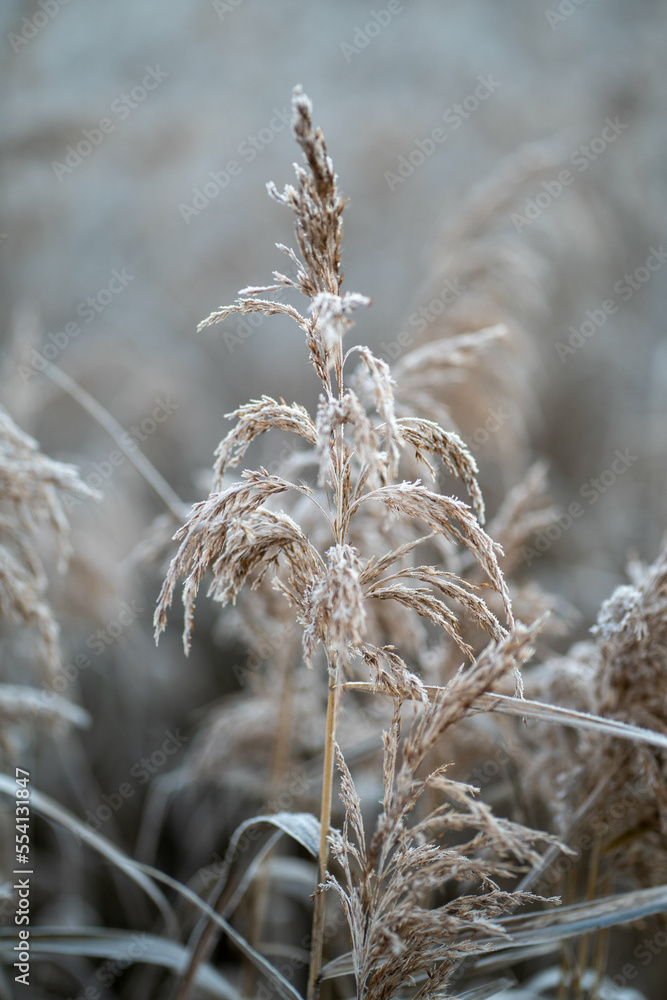 Fototapeta premium Flora and fauna in the snowy and clod Lobau, Austria, in winter, near Vienna