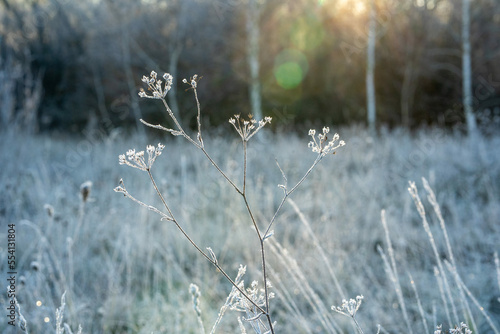 Flora and fauna in the snowy and clod Lobau, Austria, in winter, near Vienna