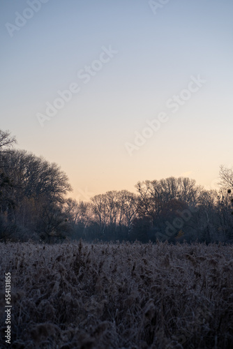 Flora and fauna in the snowy and clod Lobau, Austria, in winter, near Vienna