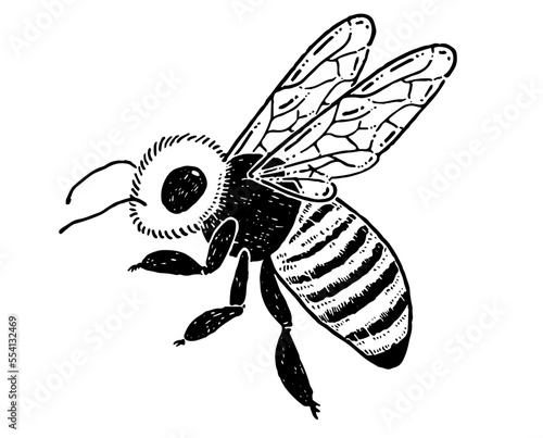 ミツバチの線画イラスト素材