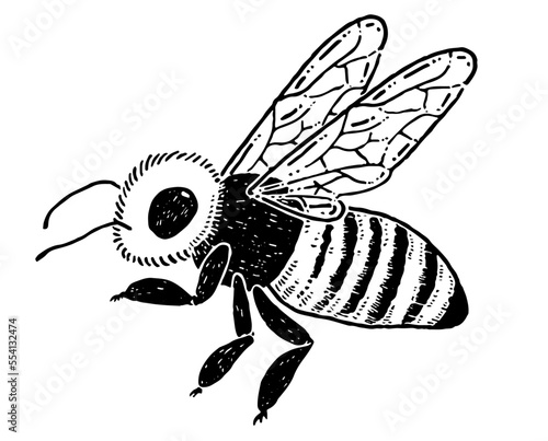 ミツバチの線画イラスト素材
