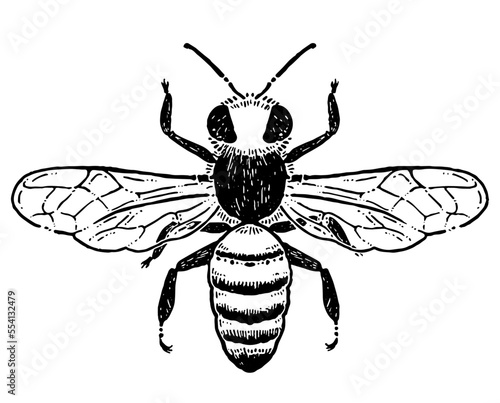 ミツバチの線画イラスト素材