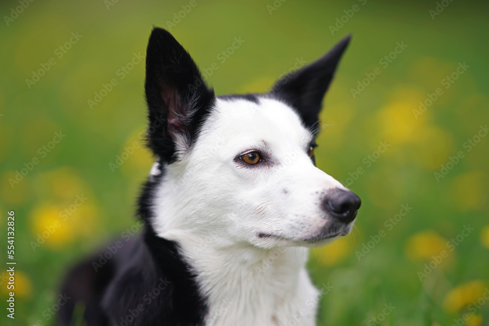 The portrait of a serious black and white short-haired Border Collie dog posing outdoors lying down in a green grass with yellow dandelion flowers in summer