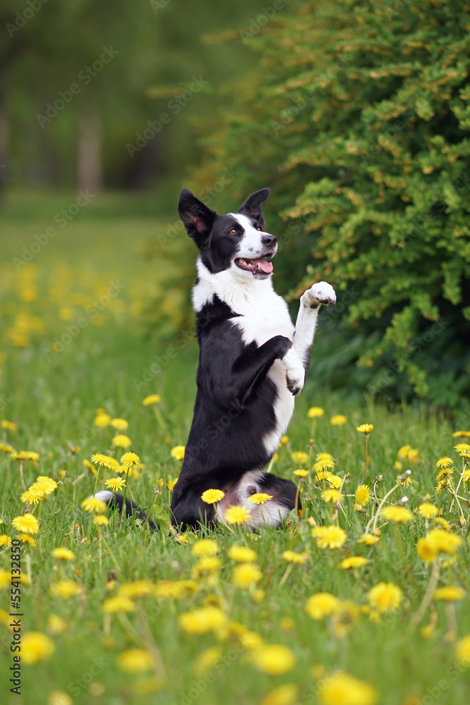 Obedient black and white short-haired Border Collie dog posing outdoors sitting up on its back legs on a green grass with yellow dandelion flowers in summer