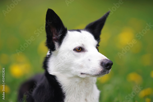 The portrait of a serious black and white short-haired Border Collie dog posing outdoors lying down in a green grass with yellow dandelion flowers in summer © Eudyptula