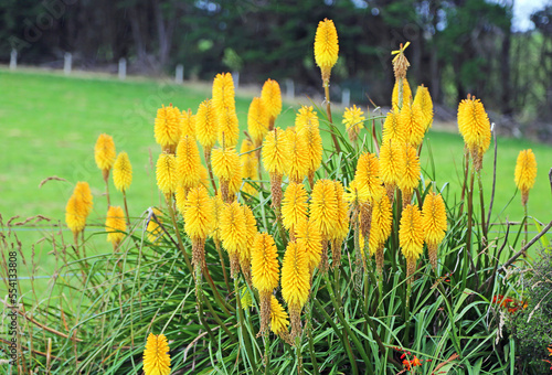 Yellow poker plant - Kniphofia photo