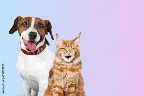 Fototapeta Naklejka Na Ścianę i Meble -  Cute domestic cat and dog pets