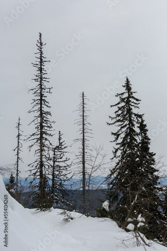 Dry spruce trees in the middle of a winter snowy forest in a mountainous area