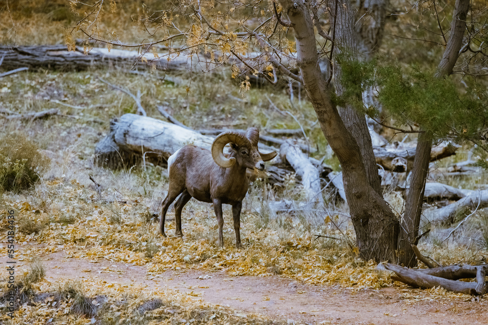 Naklejka premium Super telephoto image of bighorn sheep grazing, walking, staring in Zion National Park in Utah seen along a popular walking trail just after sunset at dusk time when there are less people around.