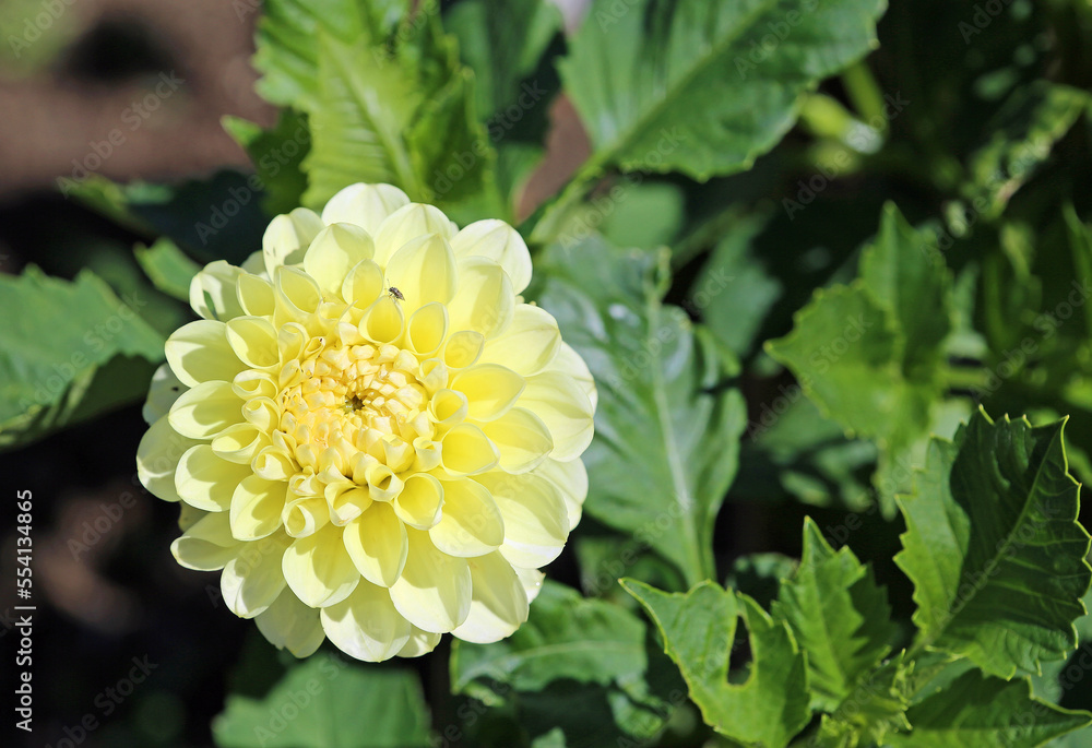 Dahlia with a fly Dahlia with a fly