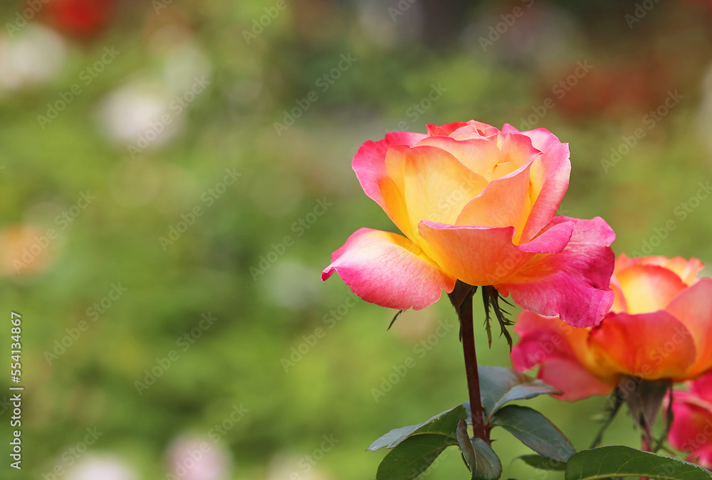 Yellow pink Rose