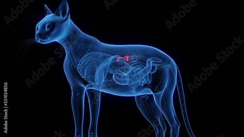 3D medical animation of a the adrenal glands of a cat photo