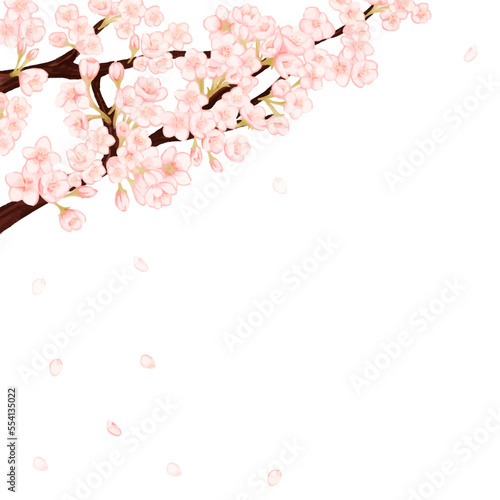 桜の花びらが散る春の白背景フレーム