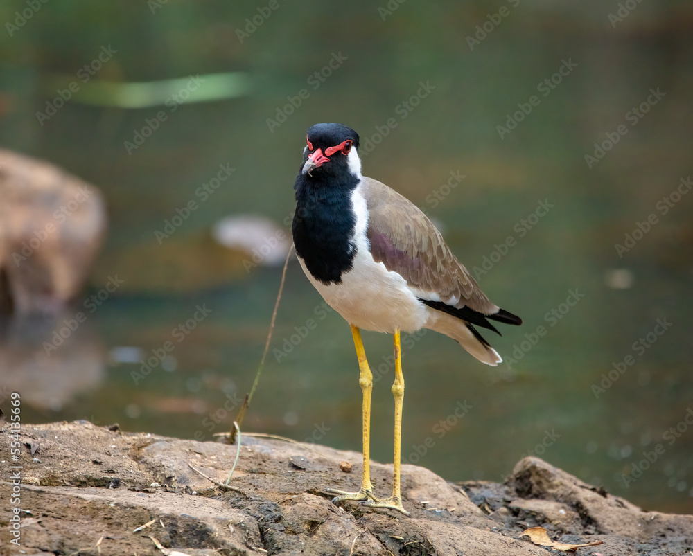 Red-wattled lapwing Red-wattled lapwing