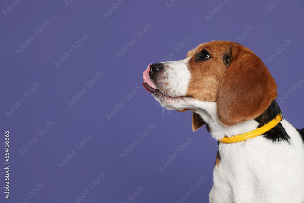 Adorable Beagle dog in stylish collar on purple background. Space for text