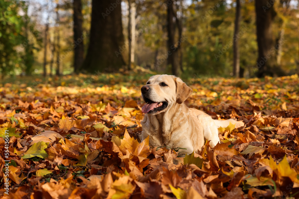 Cute Labrador Retriever dog on fallen leaves in sunny autumn park. Space for text Cute Labrador Retriever dog on fallen leaves in sunny autumn park. Space for text