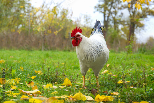 Beautiful domestic rooster walking on grass in autumn, space for text