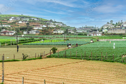 rural landscape with fields and female worker near Nuwara Eliya in the highlands of Sri Lanka