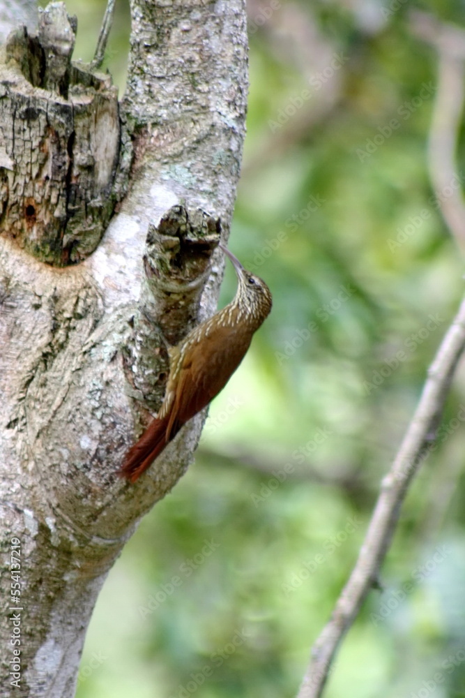 Obraz premium Plain-brown woodcreeper (Dendrocincla fuliginosa) on the trunk of a tree in the Intag Valley, outside of Apuela, Ecuador