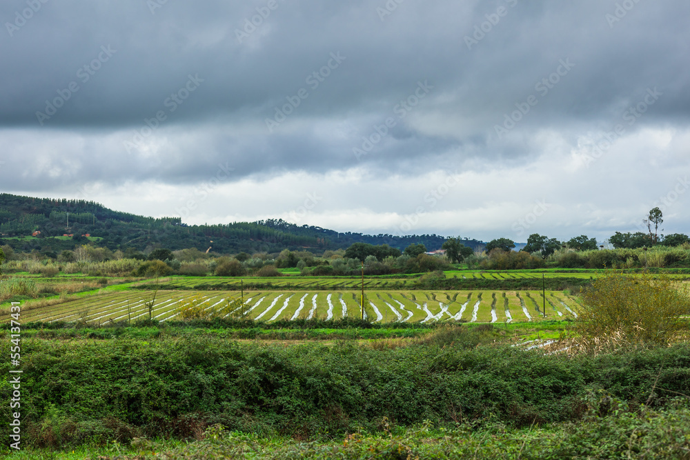 Flooded rice fields in the countryside of Ribatejo - Portugal