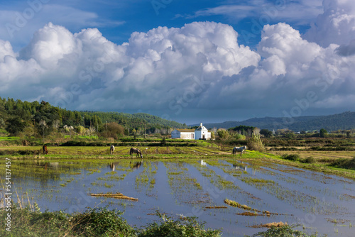 Horses in the flooded rice fields of Ribatejo - Portugal. 