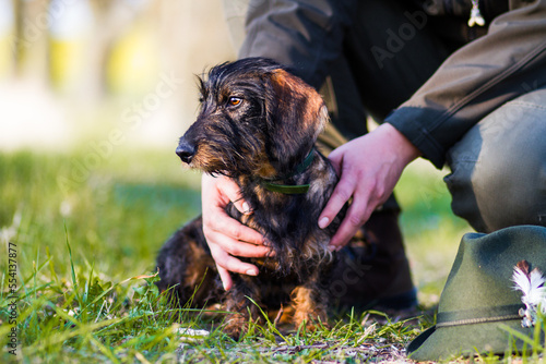 Konstfotografi dachshund waiting for a hunting hunt with hunter hands holding him