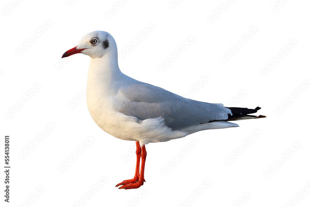 Fototapeta premium Beautiful Seagull standing isolated on transparent background. 