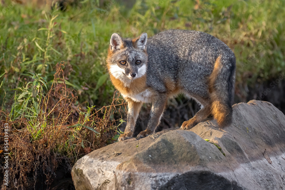 Caught on a Rock

Gray Fox (Urocyon cinereoargenteus) perched on a boulder on the riverside.  Pert and alert it awaits to see if danger is near.  

Taken in controlled conditions
