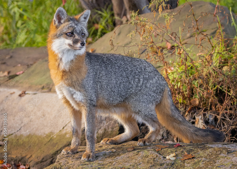 Formal fox in focal feature.
A gray fox stands in glowing morning light on a rock on the edge of a pond
Photo taken in controlled conditions Formal fox in focal feature.
A gray fox stands in glowing morning light on a rock on the edge of a pond
Photo taken in controlled conditions