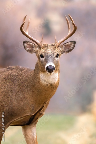 Portrait of a Buck. Whitetail deer with large antlers and chestnut coat looks at you. Creamy, blurred background. Warm tones