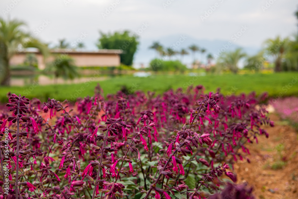 The view of the beautiful garden with flowering shrubs and palm trees, selective focus The view of the beautiful garden with flowering shrubs and palm trees, selective focus