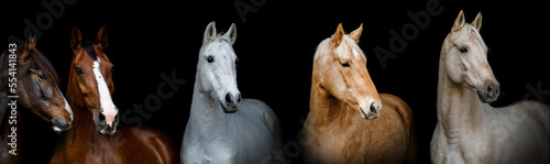 Black shot wide screen portrait of different horse breeds on black background