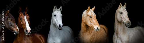 Fotografie Black shot wide screen portrait of different horse breeds on black background