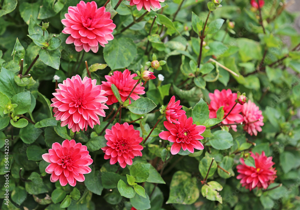 Red Dahlia flowers Red Dahlia flowers
