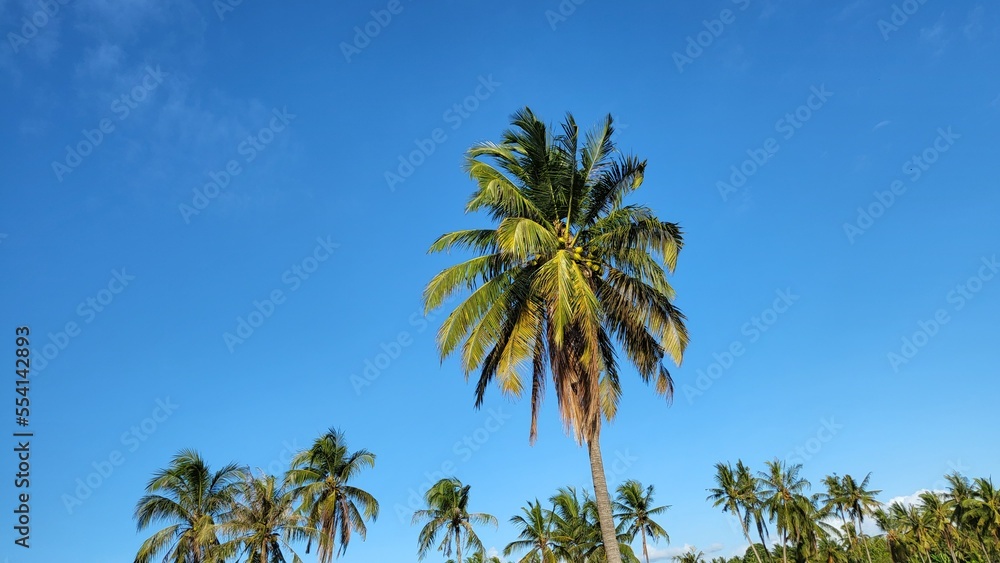 Fototapeta premium coconut trees on blue sky background