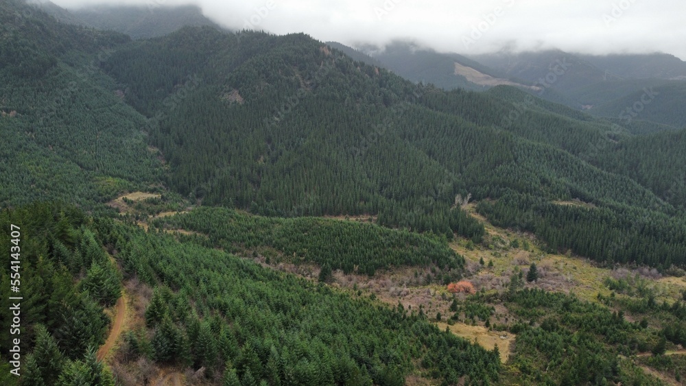 Naklejka premium Large hill filled with pine trees. 