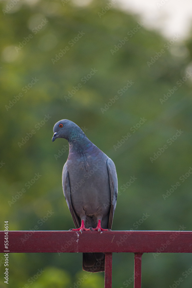 pigeon on the railing