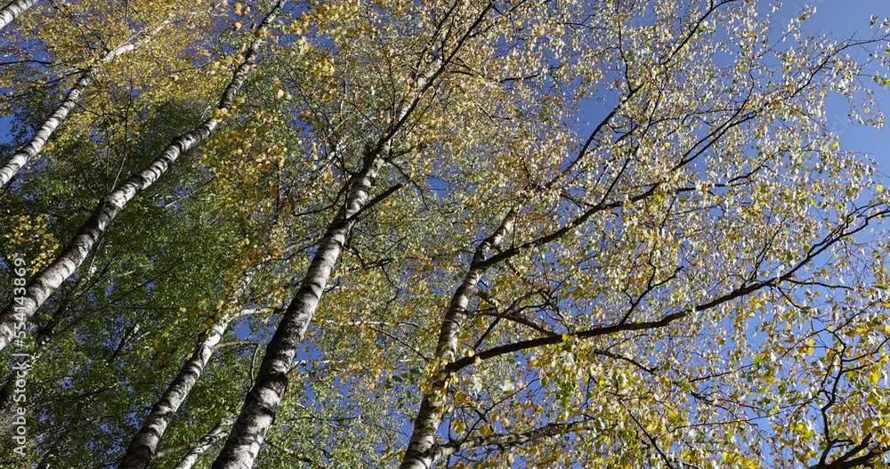 Tall birch trees in autumn, yellowed foliage on birch trees in the autumn season Tall birch trees in autumn, yellowed foliage on birch trees in the autumn season