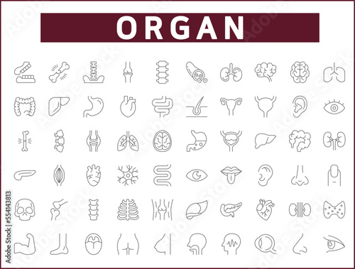 Simple Set of organ and human anatomy Related Vector Line Icons.
Vector collection of medical, heart, liver, brain, bones, lung, kidney, bladder, eye, tooth and design elements symbols or logo element