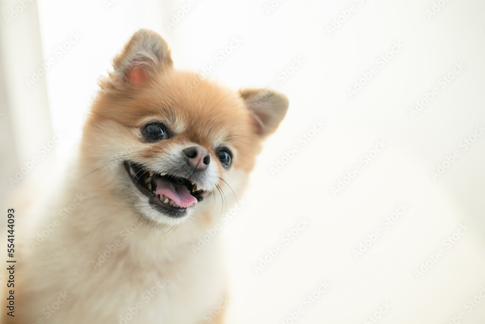 犬　ペット　ポメラニアン　笑顔　かわいい　小型犬