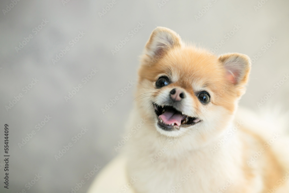 犬　ペット　ポメラニアン　笑顔　かわいい　小型犬