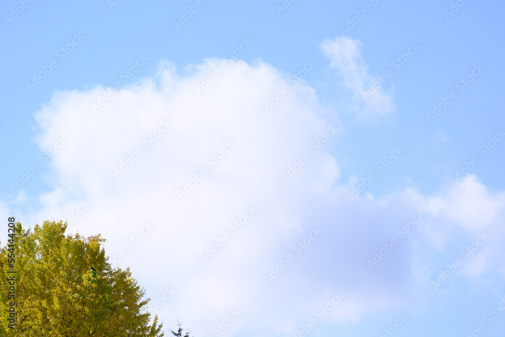 A large ginkgo tree against the blue sky and white clouds A large ginkgo tree against the blue sky and white clouds