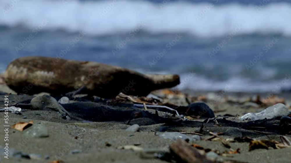 hurricane leftovers with plants woods and stones on the shore of spectacular beach in Costa Rica with sand in the foreground and beach and the sea with the waves splashing in the background hurricane leftovers with plants woods and stones on the shore of spectacular beach in Costa Rica with sand in the foreground and beach and the sea with the waves splashing in the background